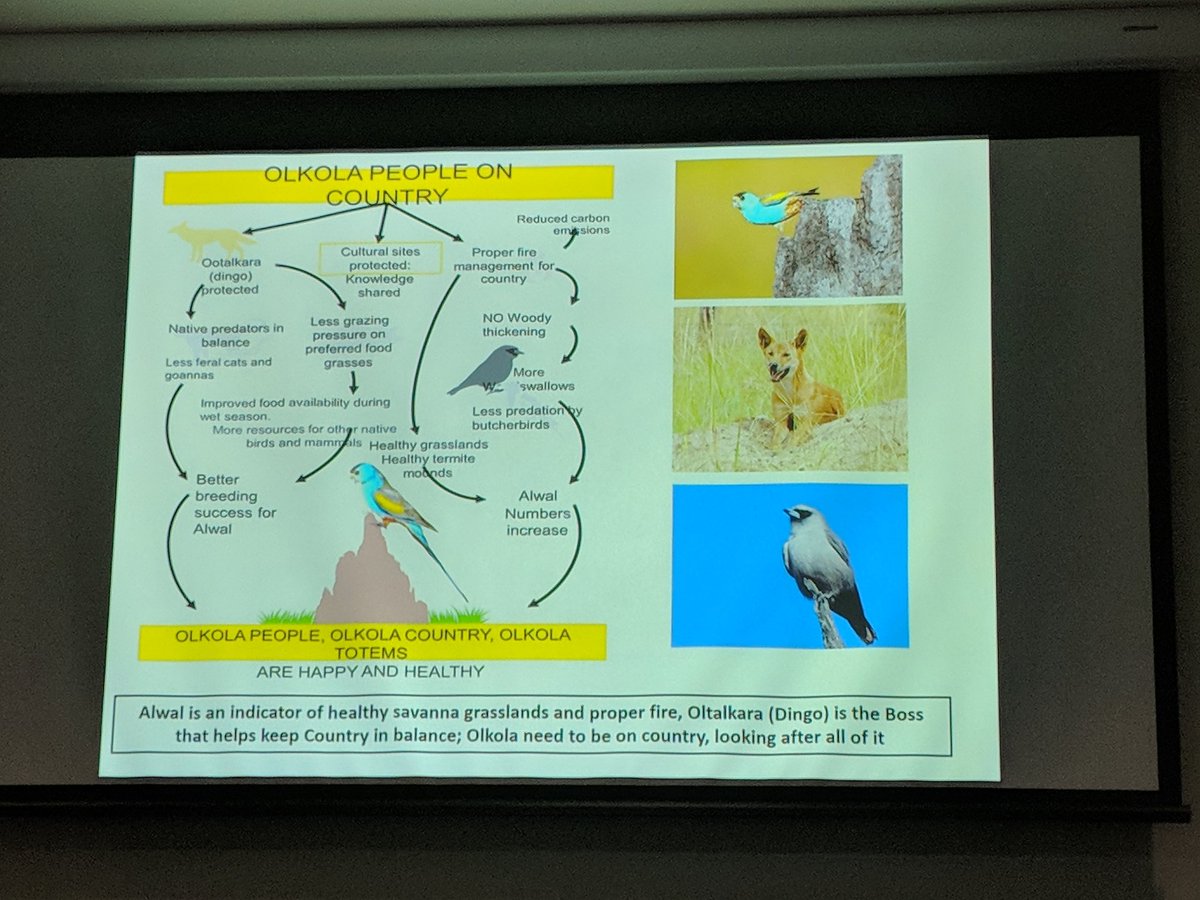 EcolSocAus's tweet image. Olkola people managing country has positive effects for the ecosystem, including endangered species and Olkola totem Alwal (golden-shouldered parrot). Talk by Ash Ross #ESAus18 #indigknowledge