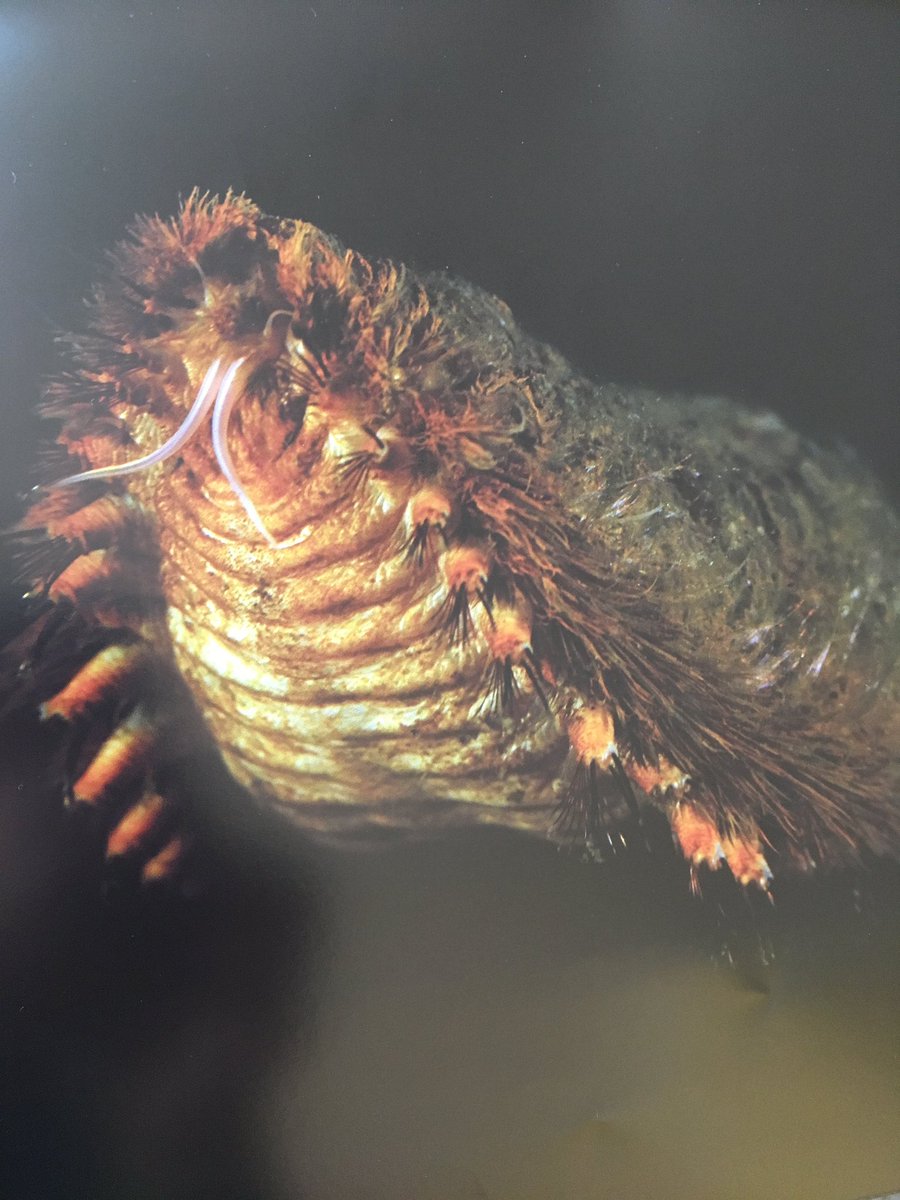 Kathryn 今年の深海生物図鑑カレンダーもスゴイ この怪獣にような深海生物はコガネウロコムシの1つ 深海生物図鑑カレンダー 深海生物
