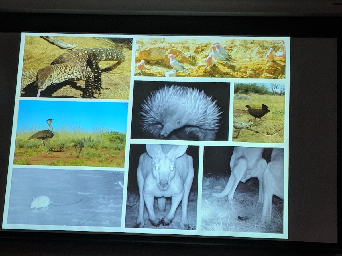EcolSocAus's tweet image. Martu rangers are helping us learn about desert ecosystem - particularly threatened species like bilby and the elusive night parrot: Dr Ness Westcott with Briohny Jackman and Jessica Chapman #ESAus18 #indigknowledge