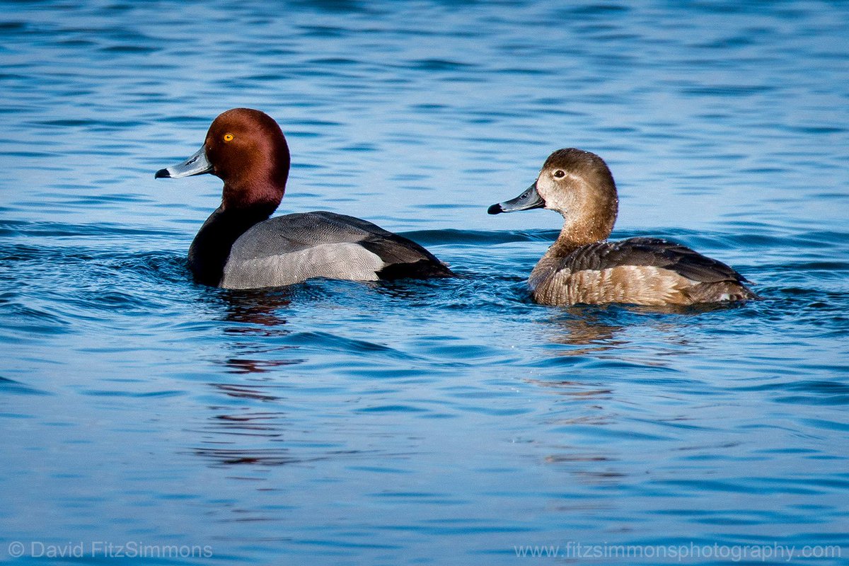 Three tips for bird shots: 1) Long lenses--400mm, preferably 500mm or 600mm. 2) Good light, such as near sunset. 3) Capture the Eyes. They must be visible and in focus. Redhead ducks. Presque Isle SP, PA. Sigma 150-600mm Sport Lens. davidfitzsimmons.com  #sigmalens