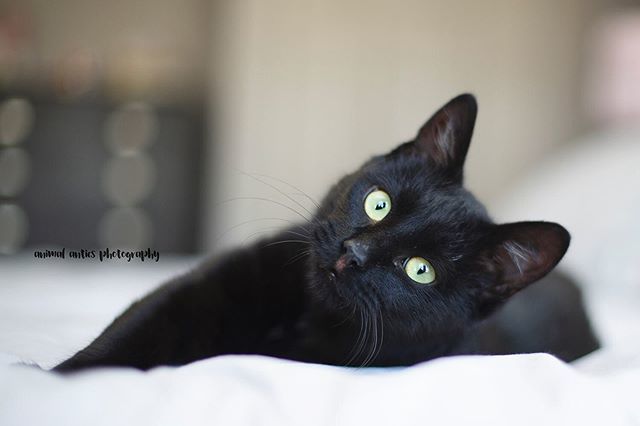 That Model Life with Morris. ift.tt/2Aoh7Uj