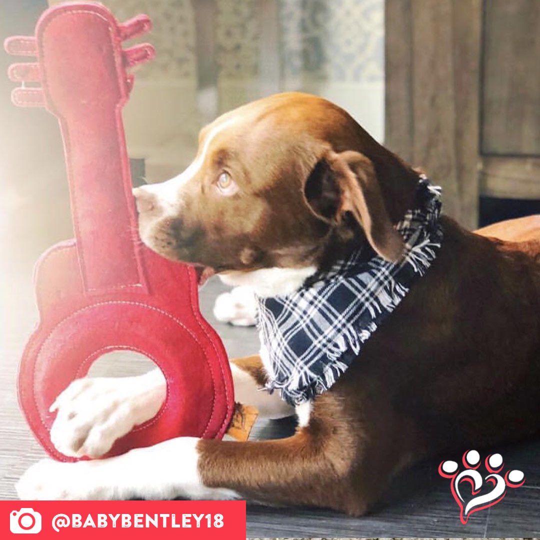 MuttNation's tweet photo. Bentley is the perfect #muttspotlight with that lighting! โจ
Save a mutt. Shop MuttNation:
https://t.co/TgL0wD8AaR https://t.co/xHxBlc9BKT