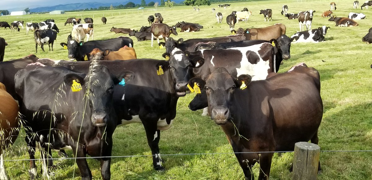 otavTravelBlog's tweet image. Beautiful farmland on our drive from Auckland to Matamata, New Zealand. 
Please follow our travel blog for updates on our trips. buff.ly/2wVGATv
#OrdinaryTravelers #AmazingVacations #OrdinaryTravelersAmazingVacations #Travel #otavTravelBlog #cattle #matamata #newzealand