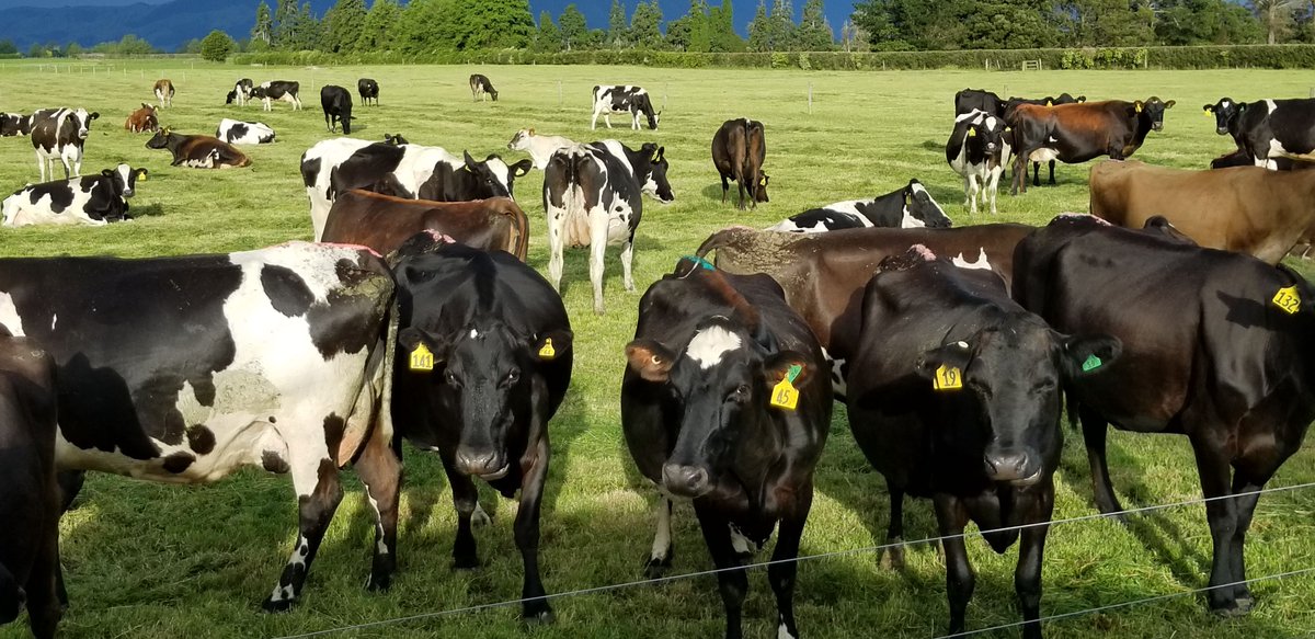 otavTravelBlog's tweet image. Beautiful farmland on our drive from Auckland to Matamata, New Zealand. 
Please follow our travel blog for updates on our trips. buff.ly/2wVGATv
#OrdinaryTravelers #AmazingVacations #OrdinaryTravelersAmazingVacations #Travel #otavTravelBlog #cattle #matamata #newzealand