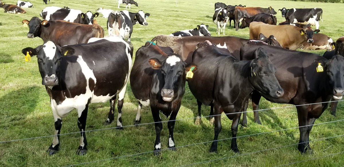 otavTravelBlog's tweet image. Beautiful farmland on our drive from Auckland to Matamata, New Zealand. 
Please follow our travel blog for updates on our trips. buff.ly/2wVGATv
#OrdinaryTravelers #AmazingVacations #OrdinaryTravelersAmazingVacations #Travel #otavTravelBlog #cattle #matamata #newzealand