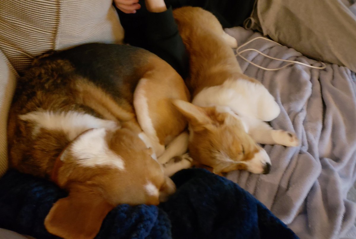 BeasleyCorgi's tweet photo. Sleepy time with my BFF @SmeagolThe 🐶🐾💤❤ #corgi #corgipuppy  #corgisofinstagram #cute #corgination #pembrokewelshcorgi #adorbs #corgilove #doggo #SmeagolTheBeagle https://t.co/GX1dpwi6e8