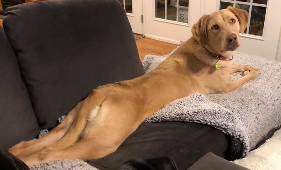 LabRescueLRCP's tweet photo. #MatchmakerMonday #PinupEdition Hi, Iβm Betsy! Cute as a button & sweet as pie, you want to know me! 18 mo, good w/ dogs (obvi). Not sure I can deal w/ cats. Kids 10+. Been having a fab time w/ foster mom & foster sibs, esp Finn (prrr), but look forward to my forever snuggles. π https://t.co/psKHlPzas7