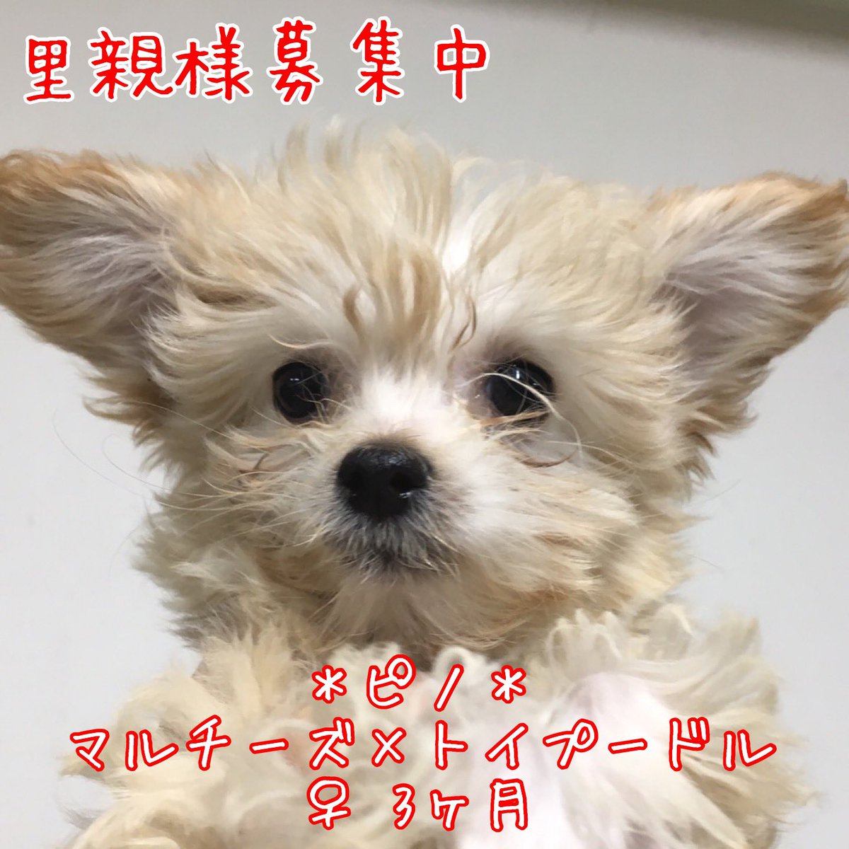 保護犬カフェ 鶴橋店 里親様募集中 昨日保護のミックスの仔犬ちゃん達 里親様募集中です 店舗移動の可能性もございますので お問い合わせはお電話にてお願いします 06 4309 8715 里親募集中 保護犬カフェ鶴橋店 保護犬 仔犬 犬 ミックス犬 殺