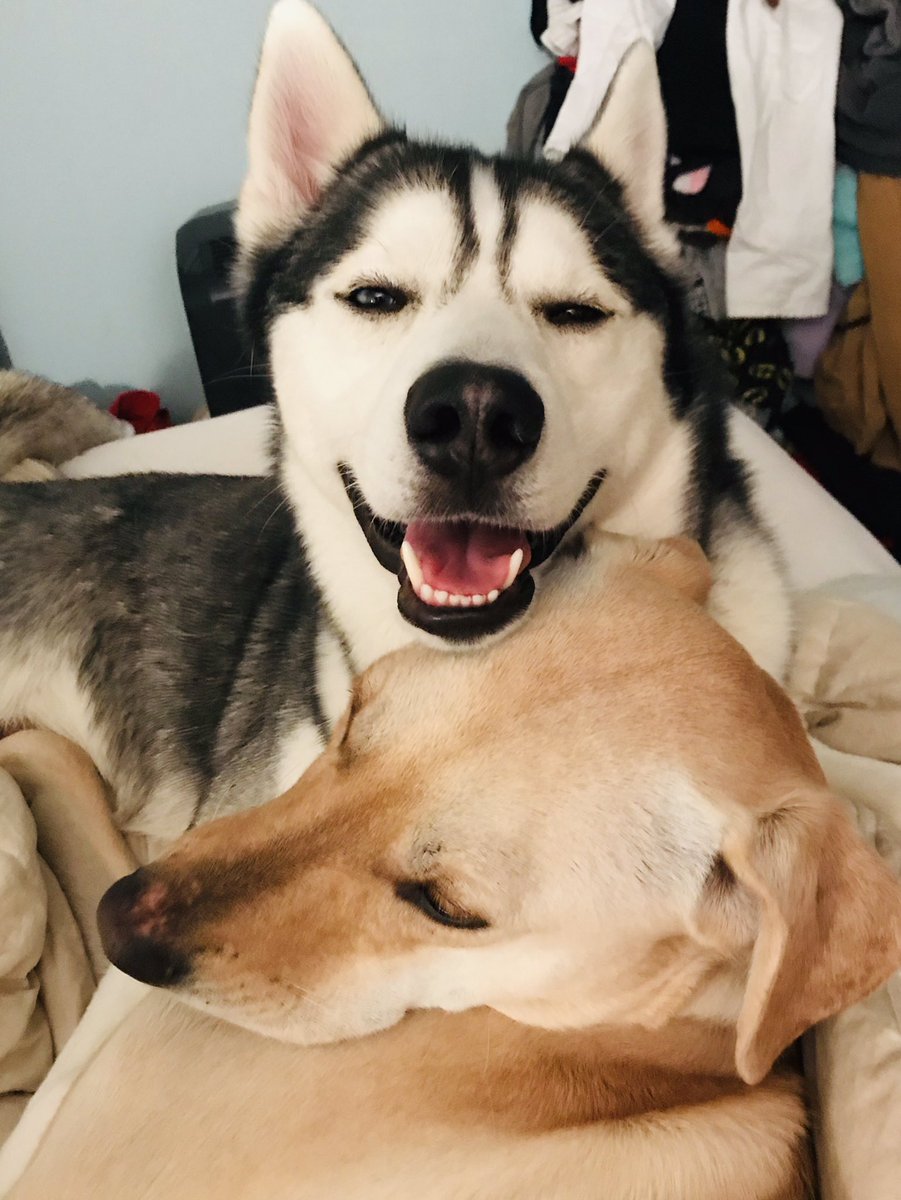 JakeBellalove1's tweet photo. I’m so #Thankful  for my sister... she is my happy place ☺️... #dogs #dogsarejoy #TongueOutTuesday #loveislove #DogsofTwittter #pets #cutenessOVERLOAD ❤️🐾🐾 https://t.co/0jRG1J9IPZ