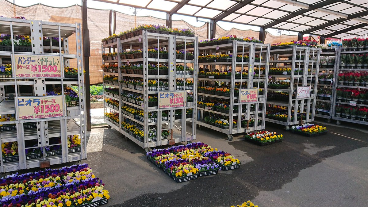 ワールドフラワーすみれが丘店 本日火曜日 入荷一回目でパンジービオラを中心にケース売りの苗ものが入りました ワールドフラワー パンジー ビオラ ナチュレ ワールドフラワーすみれが丘店 本日火曜日 入荷一回目でパンジービオラを中心にケース売りの苗ものが入りました ワールドフラワー パンジー ビオラ ナチュレ