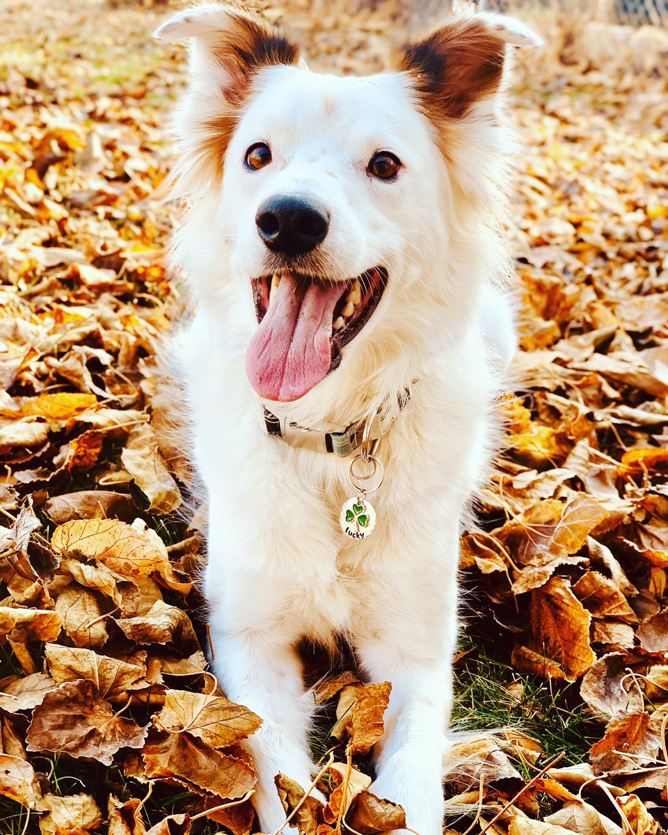 My dog is so handsome 😭😭 #dogmom #texasheeler #instagramdog