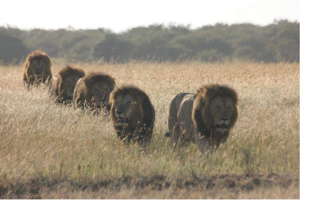 alykhansatchu's tweet image. What a Photo H/T @LindaOwino ''Notch was thought to be dead for two years until he returned - having raised his five cubs alone. He conquered 12 prides out of the 22 in the Maasai Mara'' Who's your Daddy?