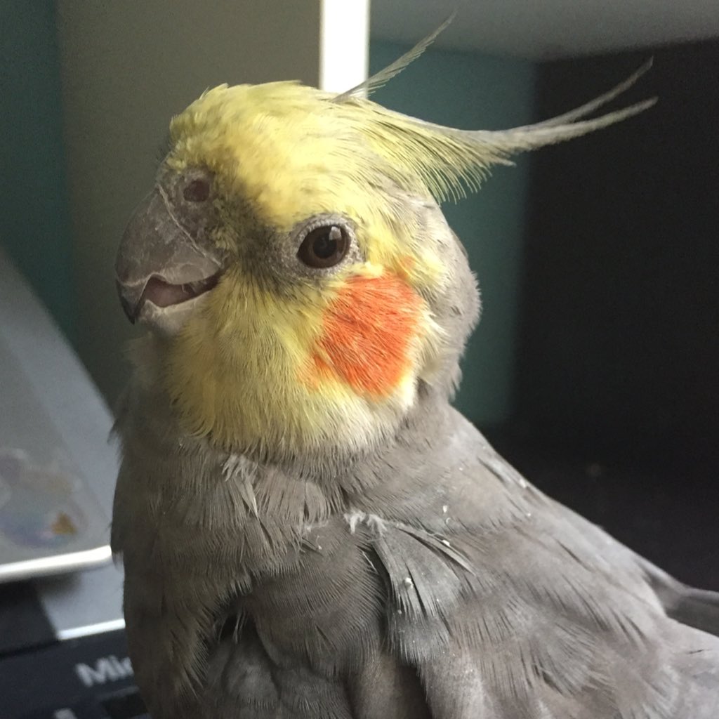 I’ve been feeling self conscious about how old and scraggly I look right now with all this moulting, but I think it’s important to show that even celebirdies have rough days and we’re all just doin our best.
 #nofilter