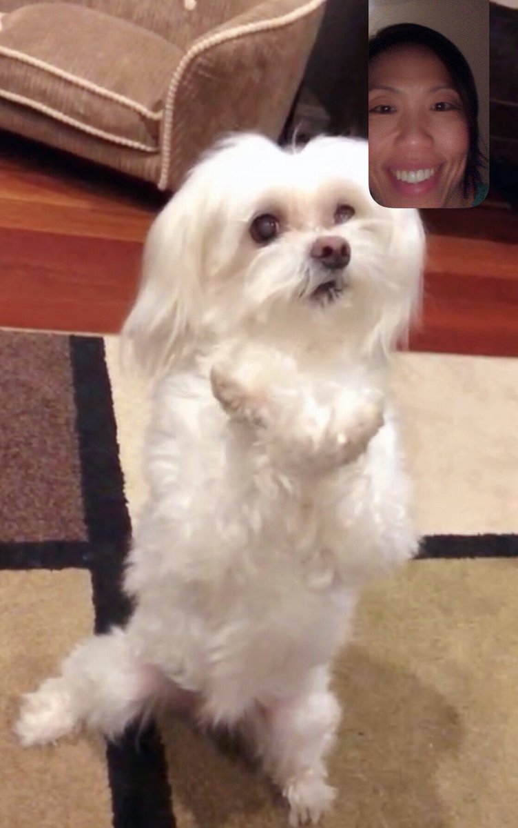 ShuChenCuff's tweet image. I miss Marshmallow... 🥺🐶💗 #IseeYou #facetime #TechnologyisAmazing #mydoggie #dog #marshmallow #maltese #dog #doglover #furryfriend #family #doggie #mybuddy