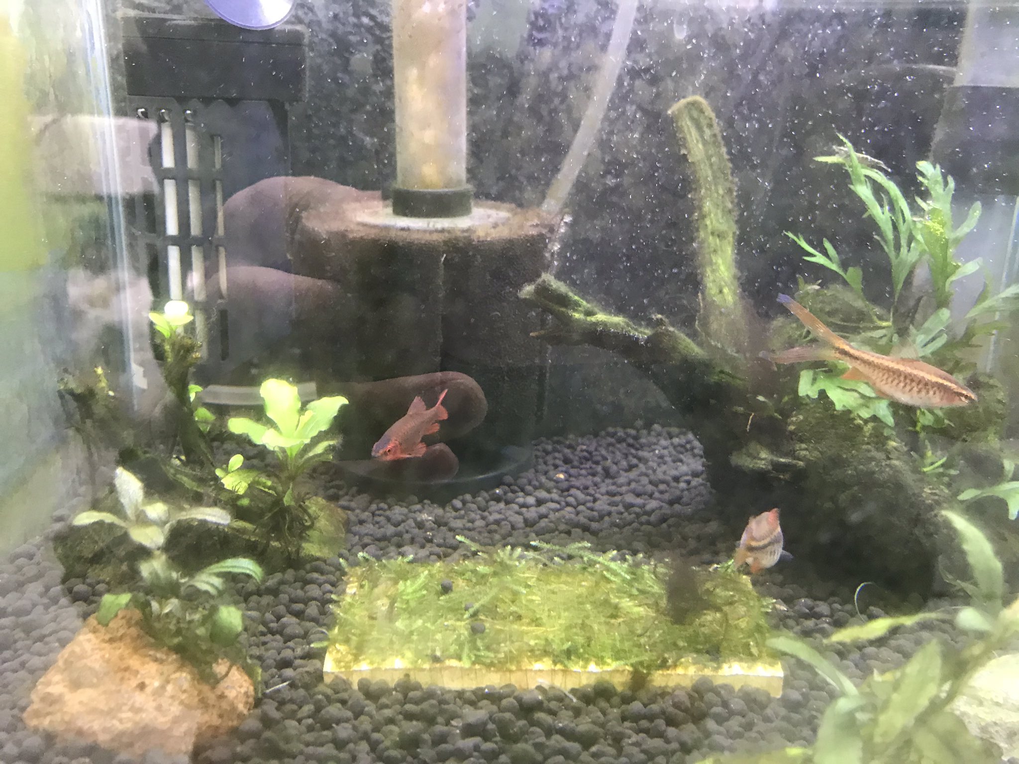 くり ブセ アガベ廃人 チェリーバルブをダメ元で移してから1週間 目に見える カワコザラガイ は消えた ミナミヌマエビ も劇的に減った 食うね こいつら食うね