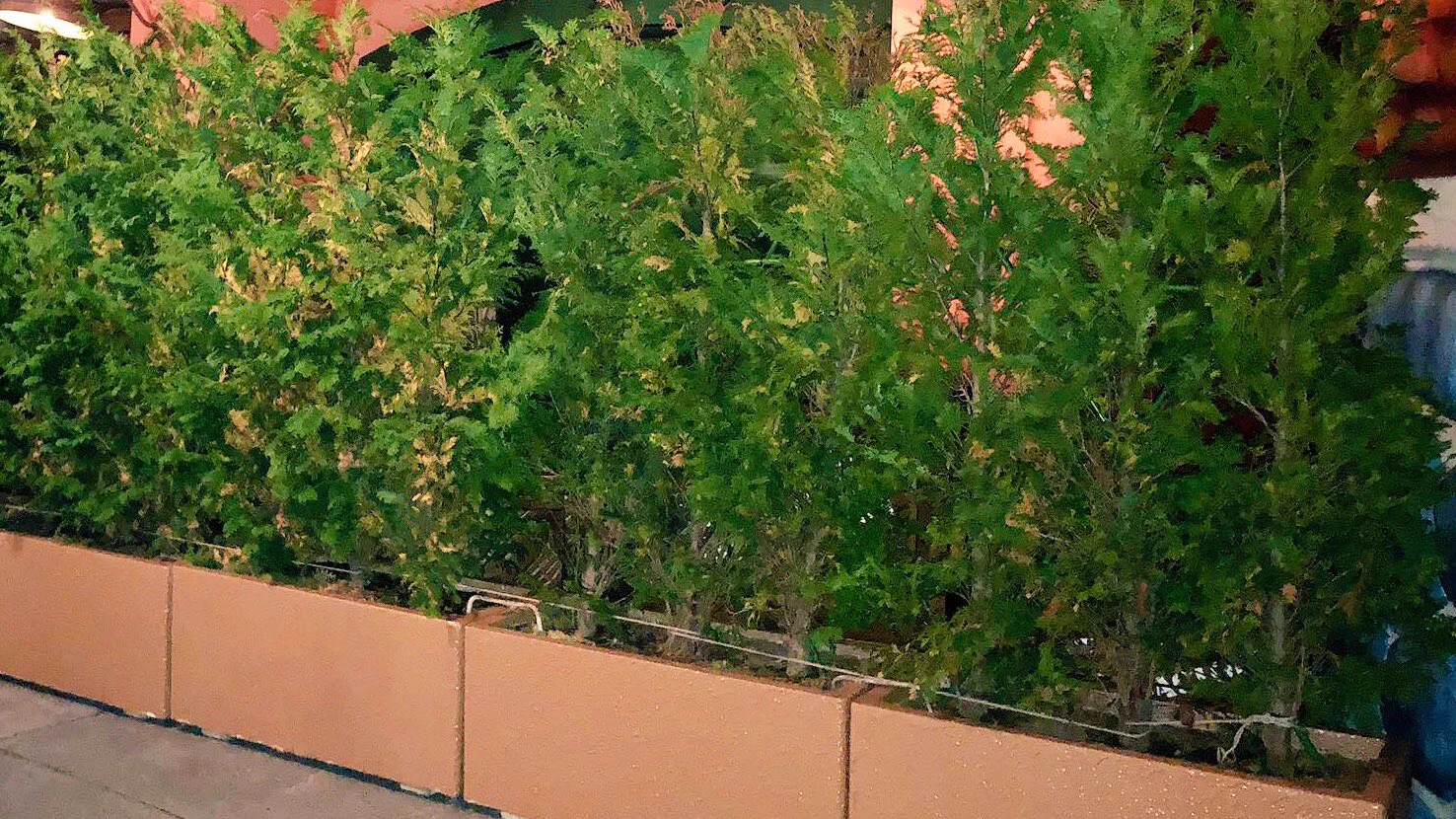 ディズニーランでインスタ映えのために・・・子どもの遊ぶ所が一つ撤去！悲しいですね・・・