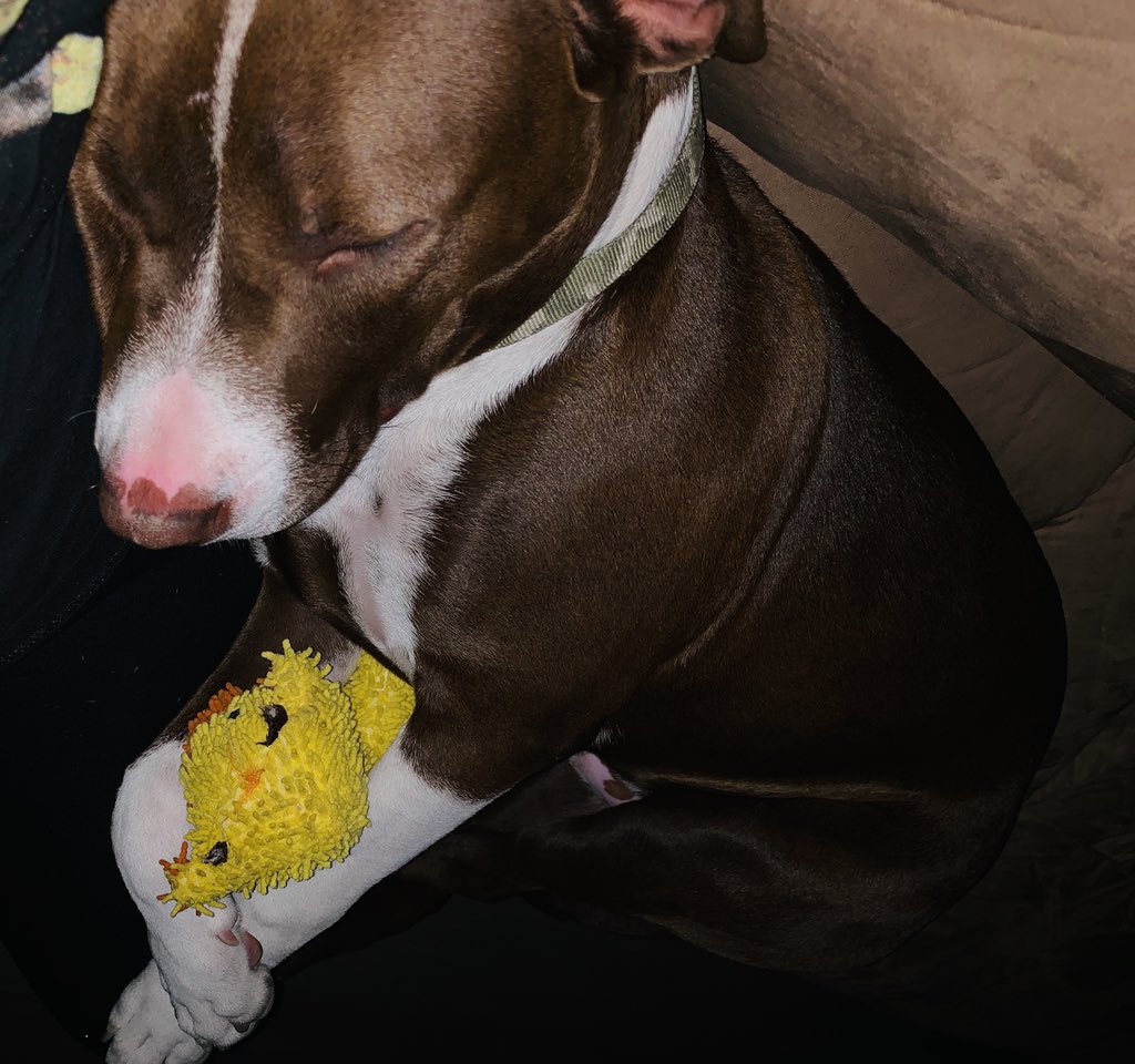 @AnimalPlanet Rocket snuggling with his ducky #PitBullsandParolees 7 months old