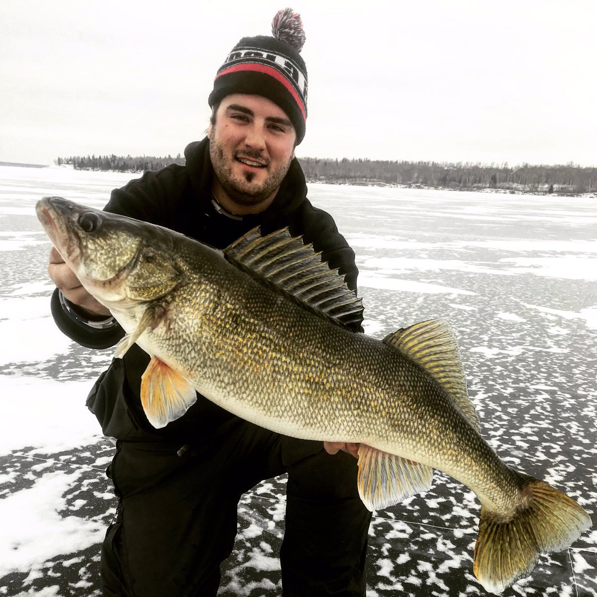 What’s happening? The ice is getting thicker, and the fish are getting fatter, that’s what’s happening! <a href="/KamookiLures/">Kamooki Lures</a> smartfish and @GloProLures soft lipless cranks were on fire! More photos to come! #fishingsask #walleye #hardwaterharvesting #catchnrelease