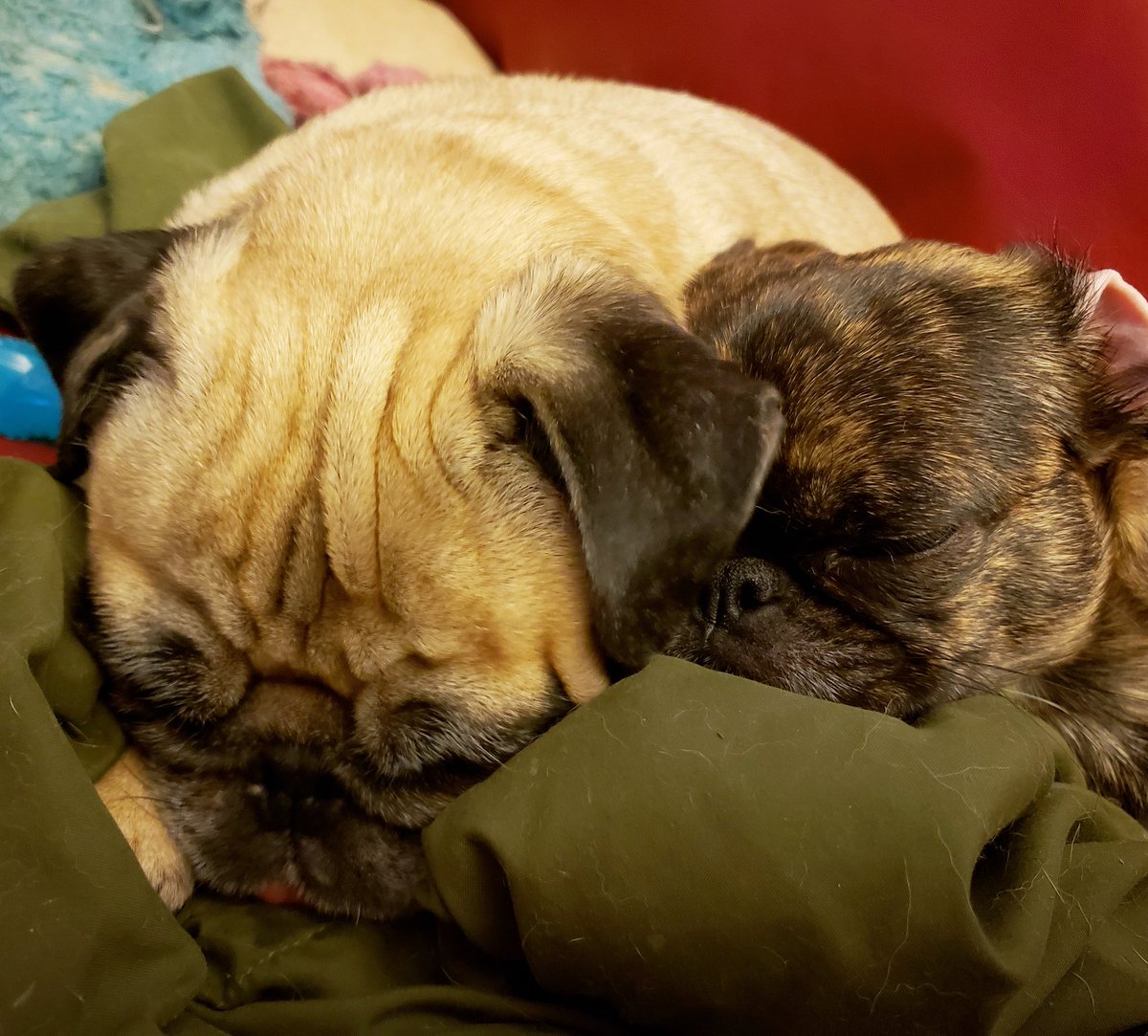 funaek's tweet photo. Monkey loves her sisters so much. Especially Rosy. #monkeylovesrosy #sleepypugs #snugglepugs https://t.co/cvXyXLmBu1