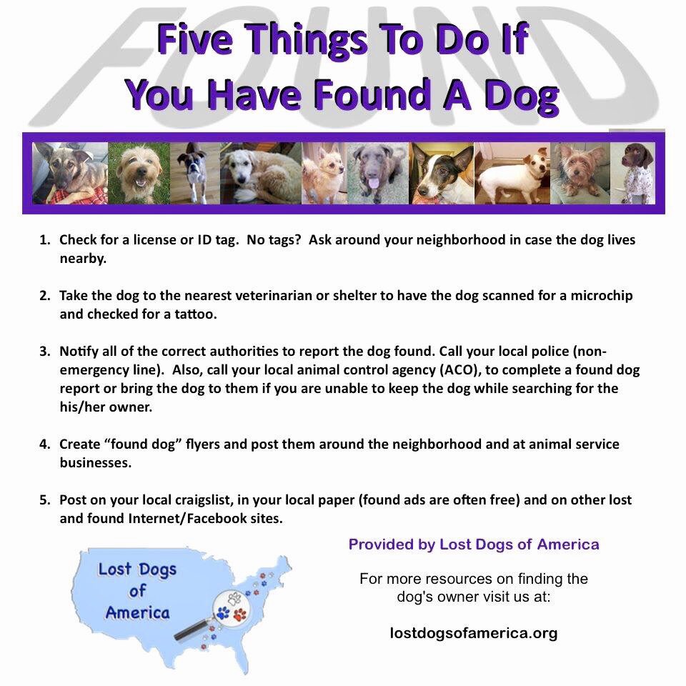 Mich20181's tweet photo. #CampFireLostPets.. #DisasterAssistTeam @CAFirePets ..If you have found (or lost) an animal, fill out a flyer at https://t.co/YS7xOgKeZy and we will post the flyer here. https://t.co/eDnF8l7VTN https://t.co/3mw6tXdqTo