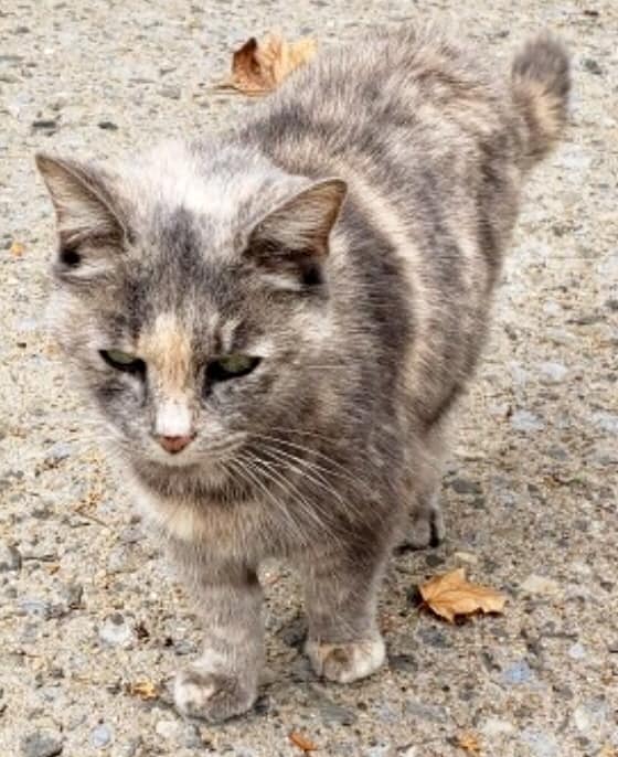 Lovely dilute tortie kitty "Mona" in the Bronx NYC tossed outside like garbage when owner died! Has a temp outside shelter but needs an inside home! It's getting cold out there! If you can help, please contact Giovanni Cupelli on Facebook IMMEDIATELY!
facebook.com/photo.php?fbid…