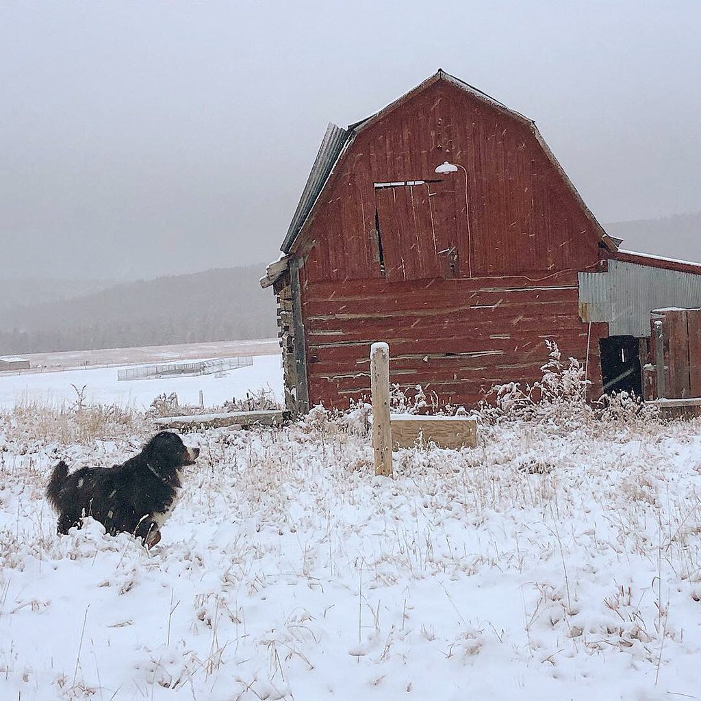 AdventureOlli's tweet photo. Just when we thought South Dakota couldn’t get any better!!!! ❄️🐶❤️🐾🎄 https://t.co/9nHHig55yd