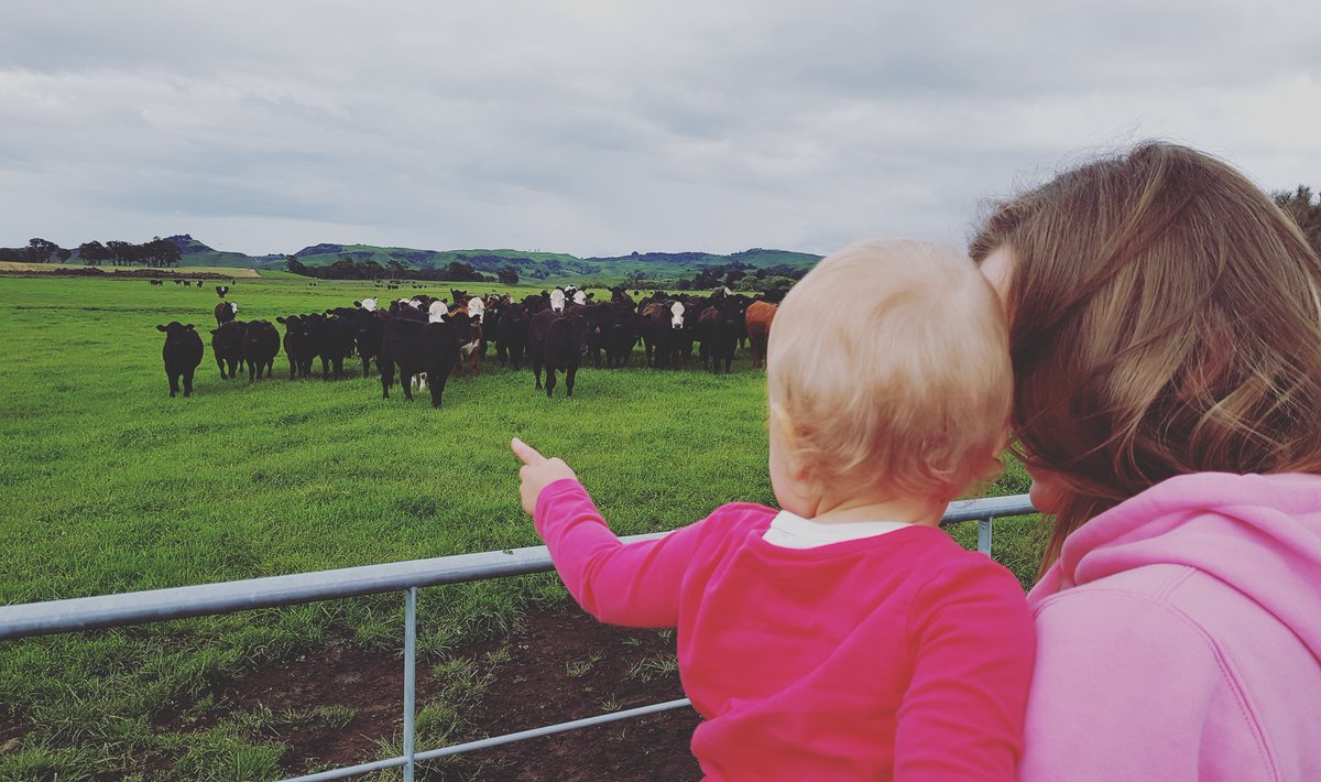 ABeijeman's tweet photo. Future farmer in the making #awhi #ruapehuangus #quitecattle #proudmoment https://t.co/V7hImO5VLr