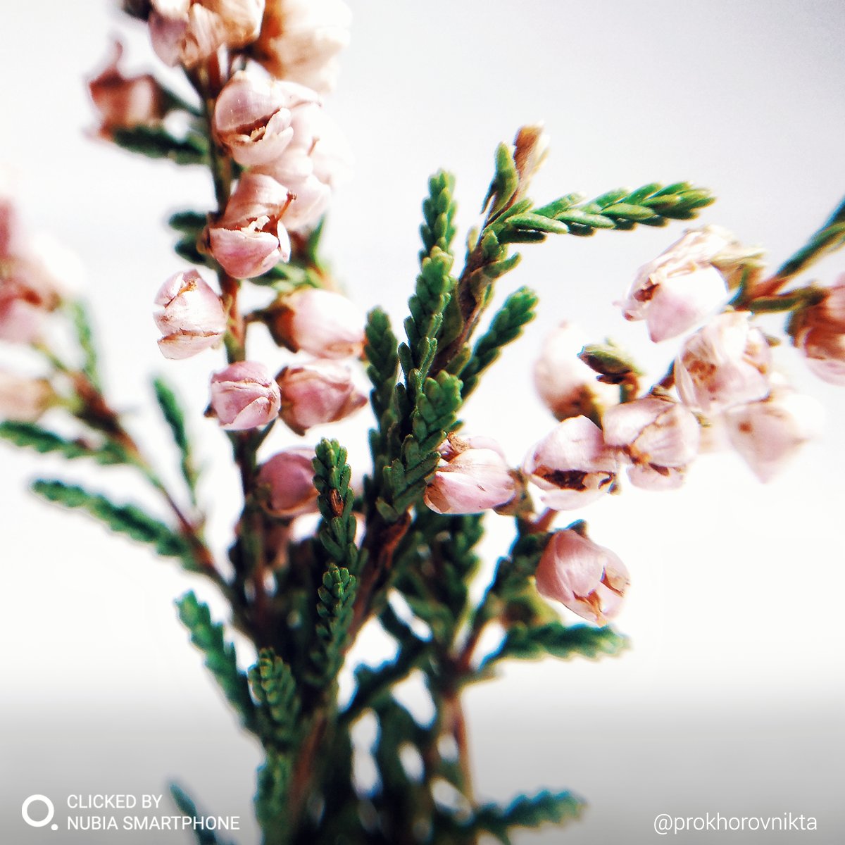 nubia_India's tweet photo. The subtle beauty captured on a nubia Smartphone. Just gazing at flowers is not enough, we need to plant them too. Share your eco-friendly initiatives in the comments below. #Regram @prokhorovnikta #ClickedBynubia using Z11mini S. #nubiaIndia #Photography https://t.co/Kv90p4aQNh