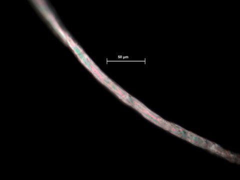 sustainablesam_'s tweet photo. New study finds #microfibers in deep sea sediments. A majority of fibers found were cellulose or plant-based cotton fibers! The persistence &amp; widespread contamination from both cotton &amp; synthetic fibers make it clear opting for natural fibers is not enough https://t.co/03NcYdtdZV https://t.co/oZWlpC42NR