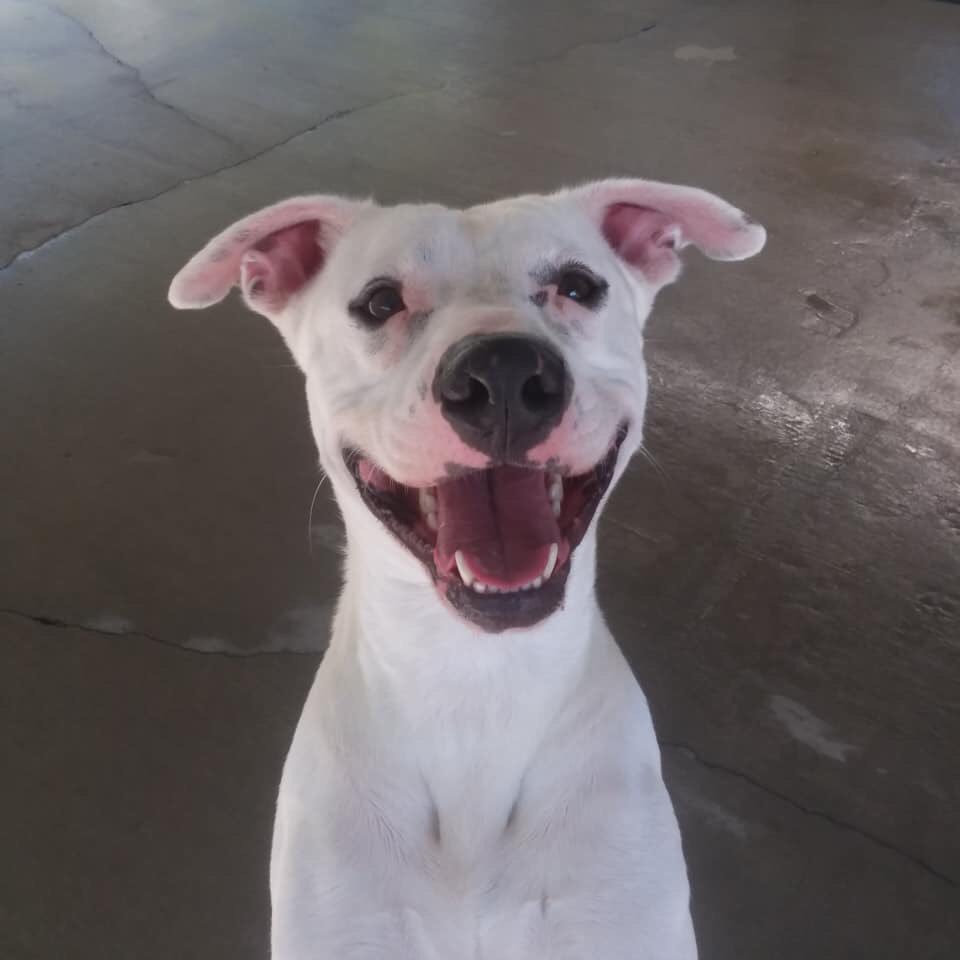 kybrooke3's tweet photo. (A thread) The Humane Society of Parkersburg is CRITICALLY full right now. We went from having several open kennels, to one. All because people are irresponsible pet owners. It’s senseless. Please adopt. Save a life!! (Middle white dog is Ace) https://t.co/b7HN6dUMZ9
