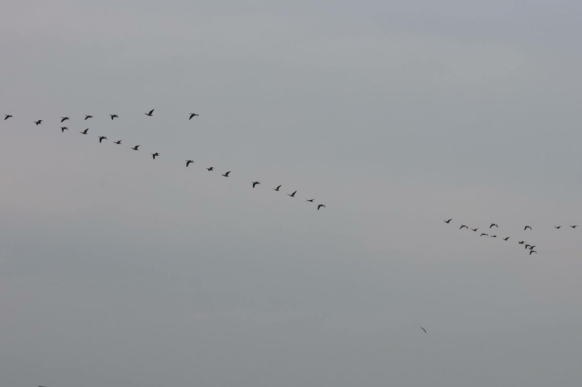 Finally, some migratory birdsFrom the wilderness of  #JimCorbett