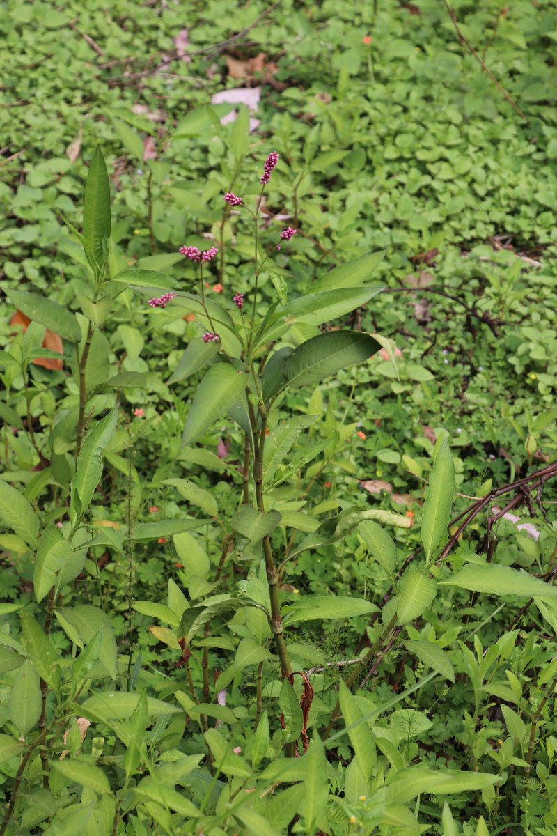 Persicaria elatior (Tall Knotweed) may look weedy, but this lover of boggy ground is actually quite rare &amp; listed as vulnerable. We found a good population in Toonumbar NP today, so scored a few more #seeds for #PlantBank! #conservation #SavingOurSpecies #VitalScience #botany
