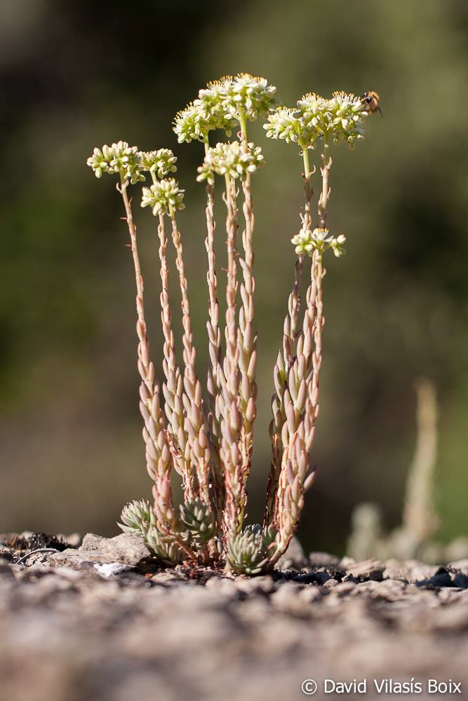 DVilasisBoix's tweet photo. @ThisisartTV Crespinells (Sedum sediforme) en Gaudi es va inspirar amb aquesta planta per crear les torres de la sagrada família. https://t.co/8gMYtMP0Te