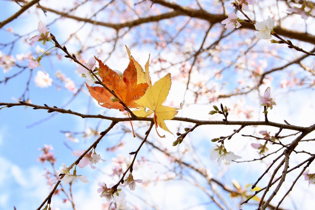 紅葉と桜のコラボ感動的でした♪
#紅葉 #もみじ #桜 #四季桜