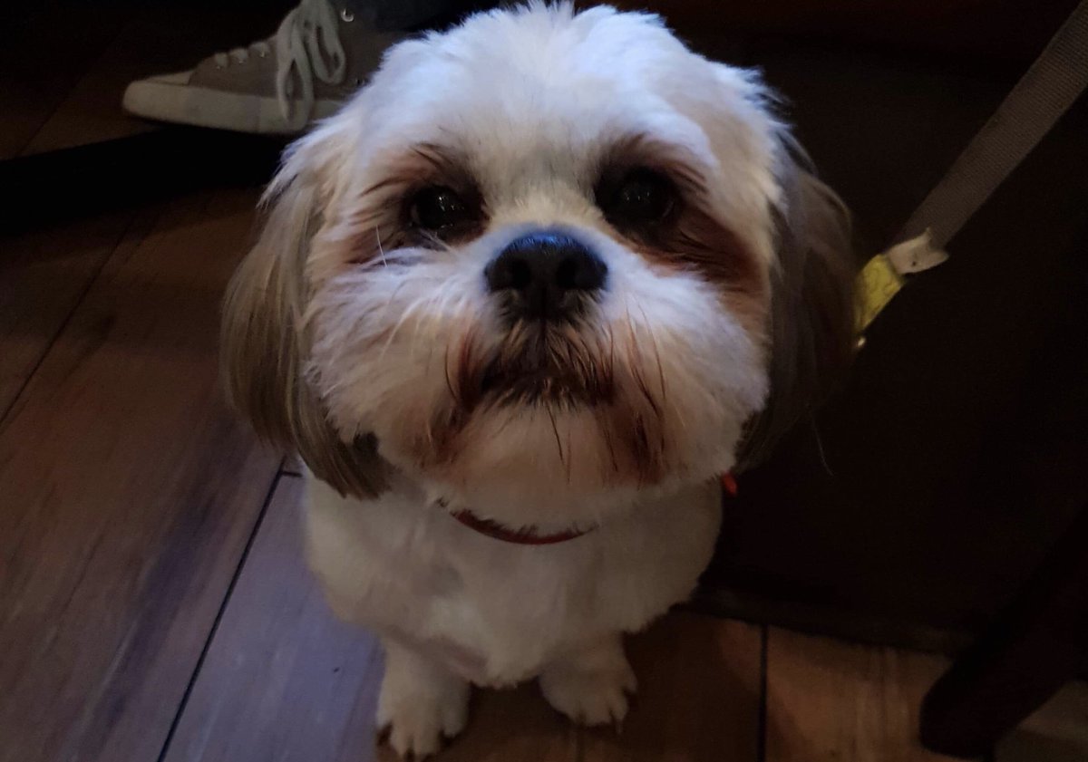 Hey dog lovers come down to the Norden Arms today we are holding our first doggy event 4 our little pooch lovers &amp; their fury friends We’ll have a little doggy menu, food on the terrace including our famous Yorkie wraps also pawsecco &amp; other treats with mulled wine and warm cider