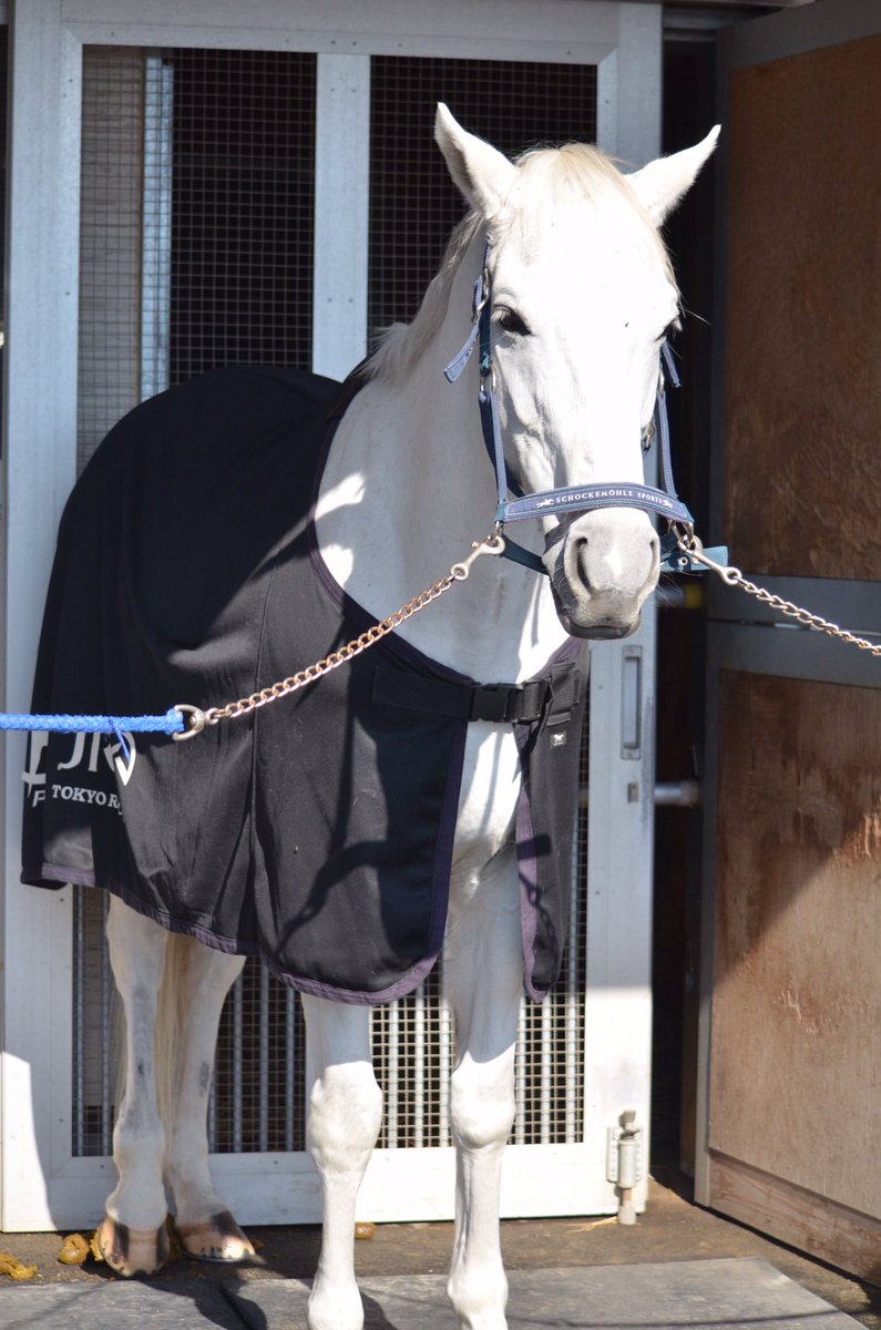 dog_dOxOb_horse's tweet image. 20181124
乗馬センターの芦毛たち

写真だけじゃ名前がわからん！

1枚目から
#カンクン
#タールタン
#ダコタ
#シュウトサブリナ

わかってるじゃんってツッコミしないでね、
メモってた