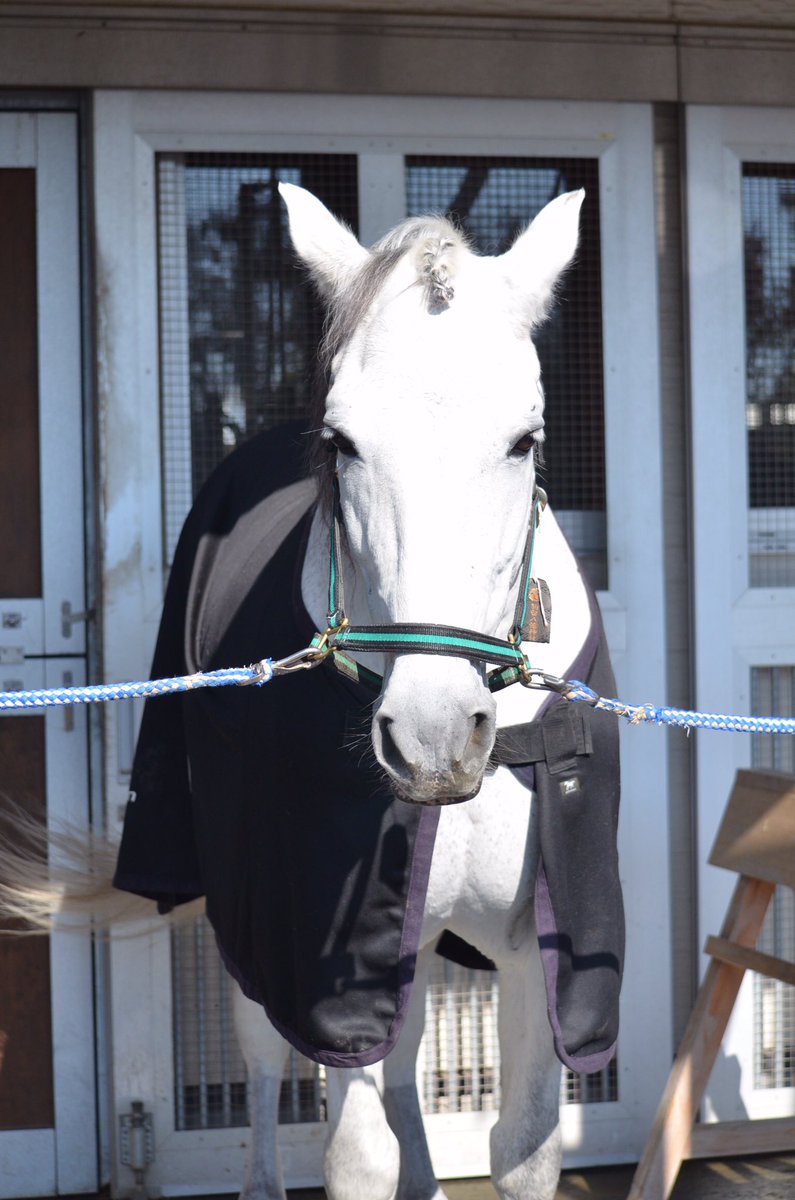 dog_dOxOb_horse's tweet image. 20181124
乗馬センターの芦毛たち

写真だけじゃ名前がわからん！

1枚目から
#カンクン
#タールタン
#ダコタ
#シュウトサブリナ

わかってるじゃんってツッコミしないでね、
メモってた