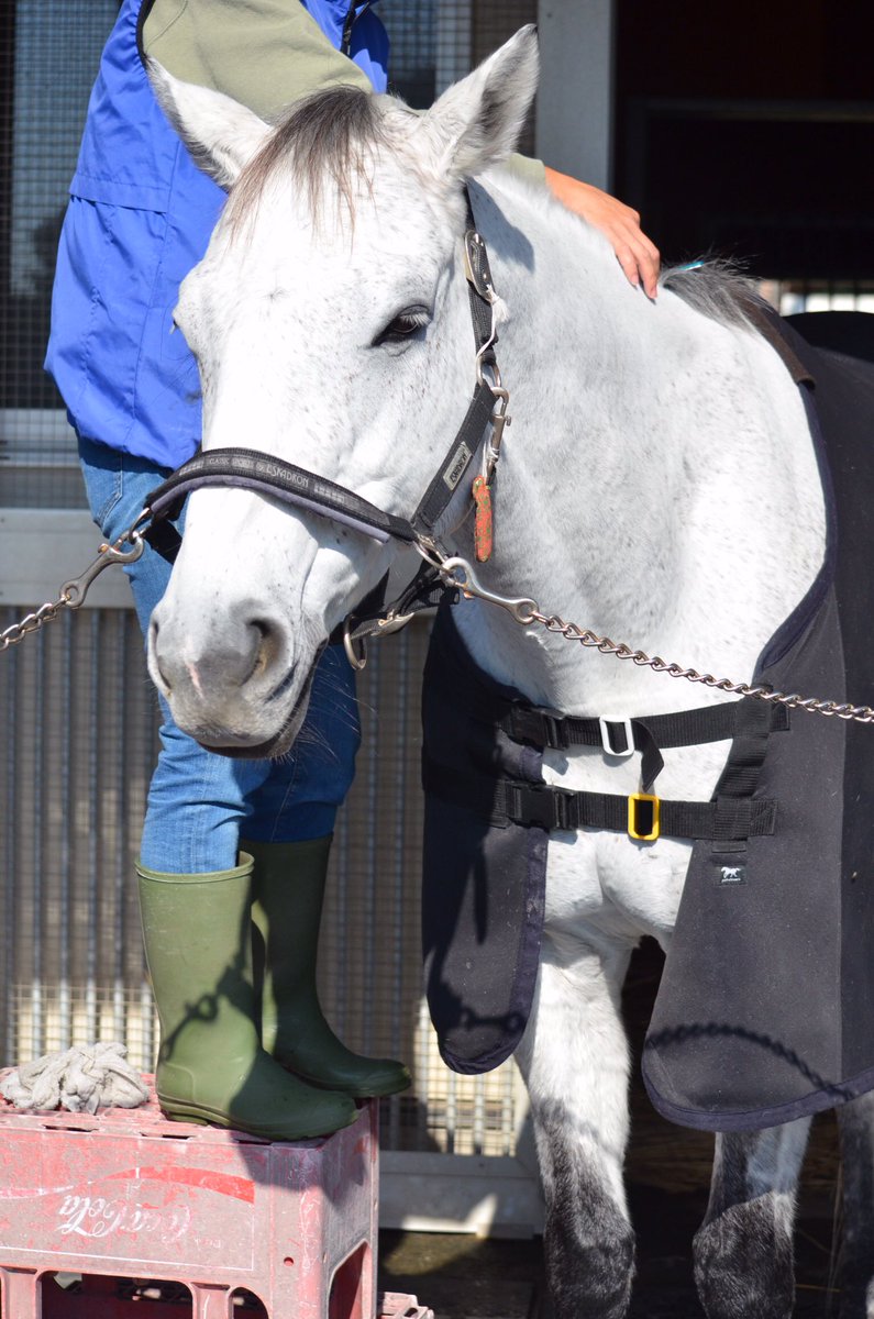 dog_dOxOb_horse's tweet image. 20181124
乗馬センターの芦毛たち

写真だけじゃ名前がわからん！

1枚目から
#カンクン
#タールタン
#ダコタ
#シュウトサブリナ

わかってるじゃんってツッコミしないでね、
メモってた