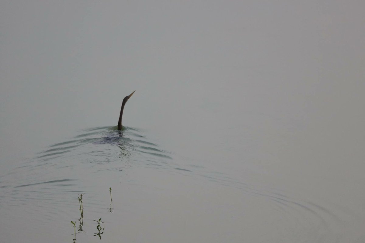 Water Bird From the wilderness of  #JimCorbett