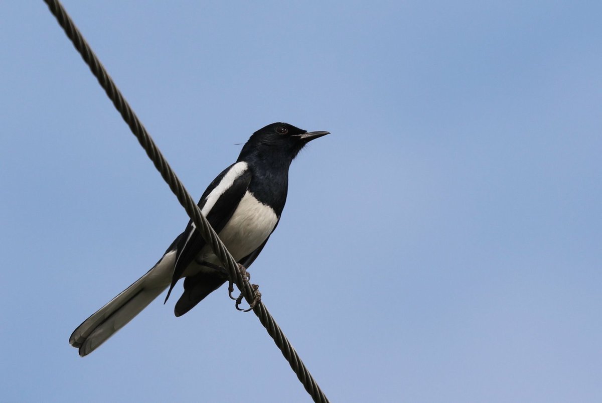 Eurasian Magpie?From the wilderness of  #JimCorbett