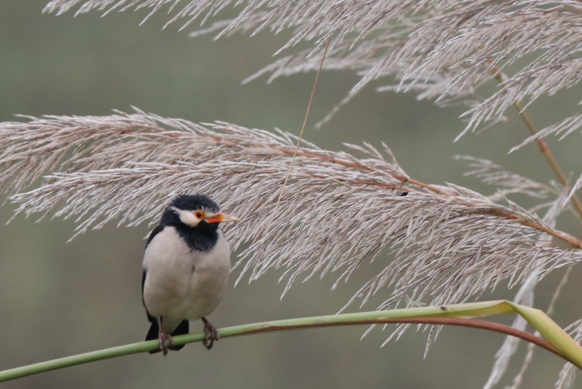 Swallow From the wilderness of  #JimCorbett