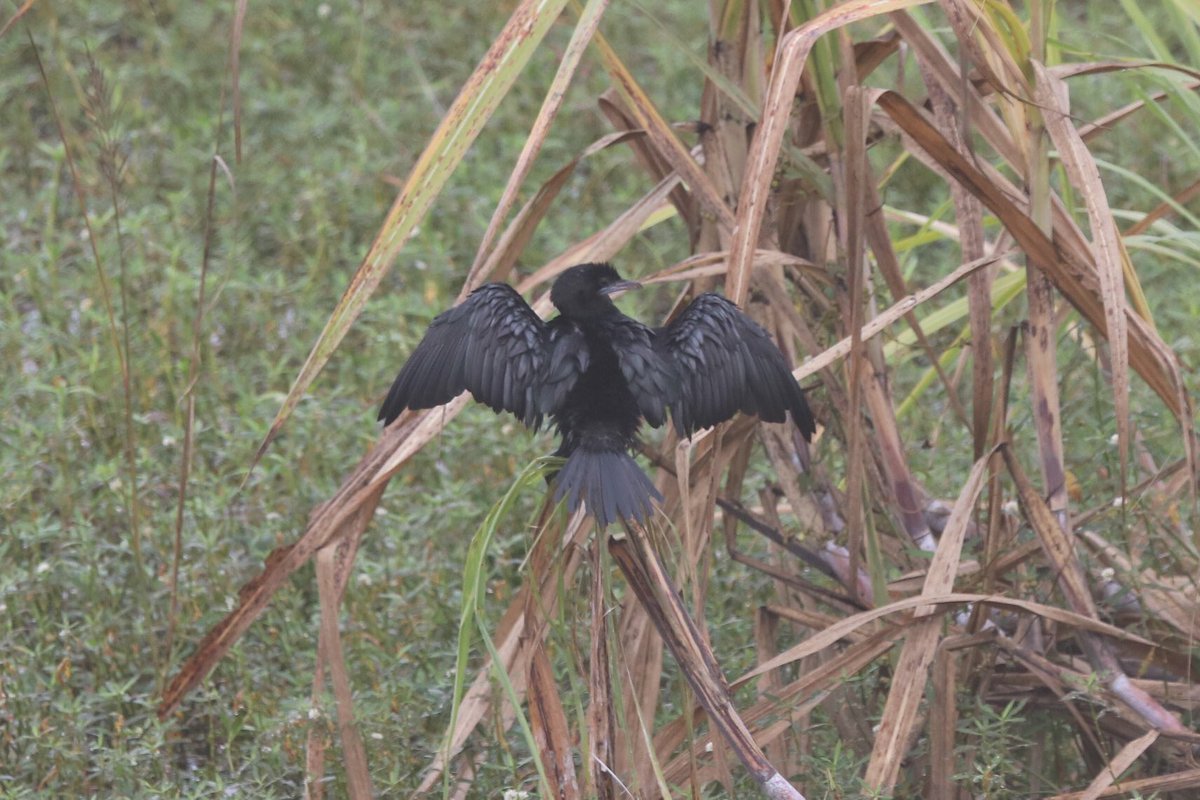 Cormorant From the wilderness of  #JimCorbett