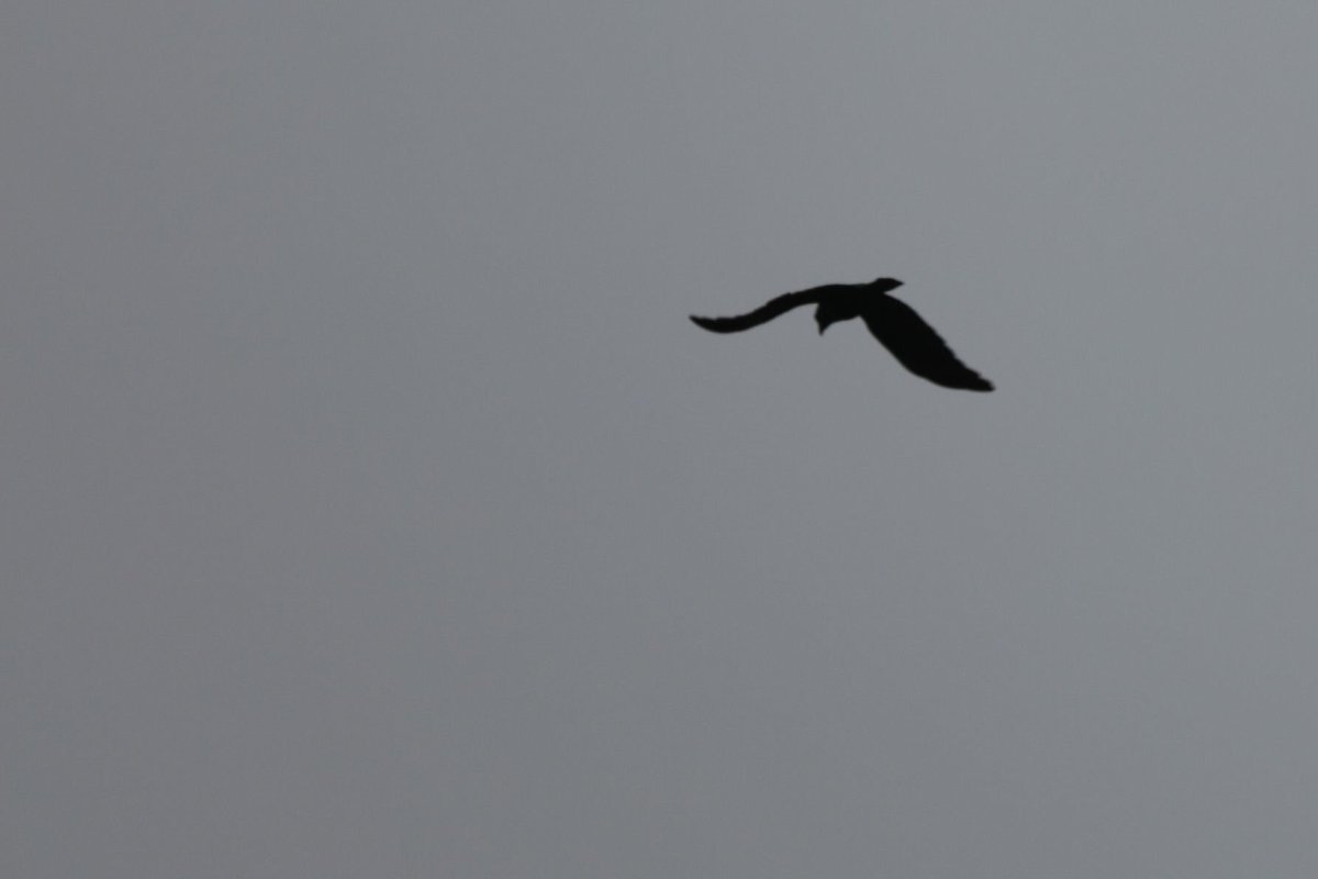 Sea BirdFrom the wilderness of  #JimCorbett