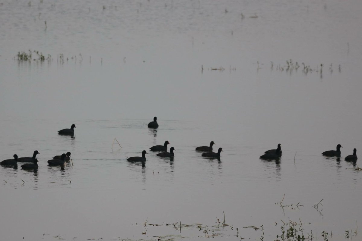 Black Ducks: Coots From the wilderness of  #JimCorbett