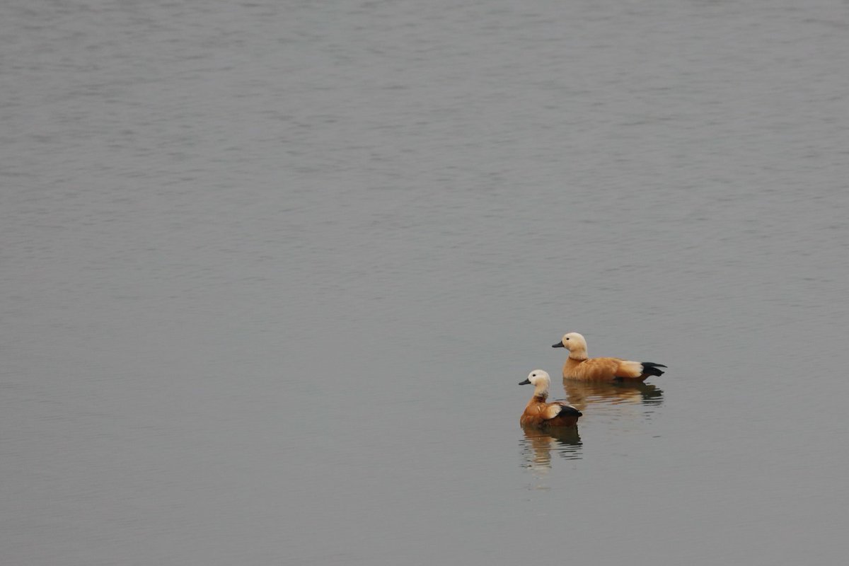 Golden Ducks From the wilderness of  #JimCorbett
