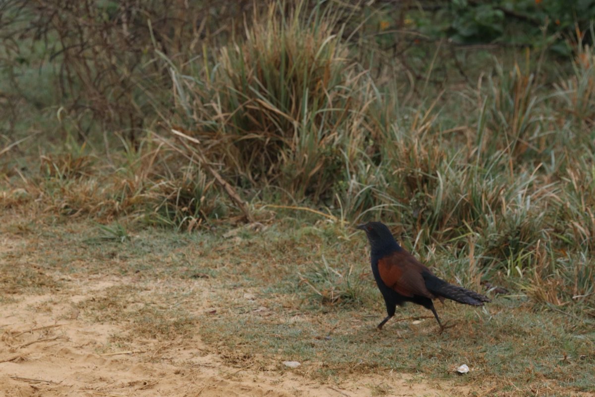 Jungle FowlFrom the wilderness of  #JimCorbett