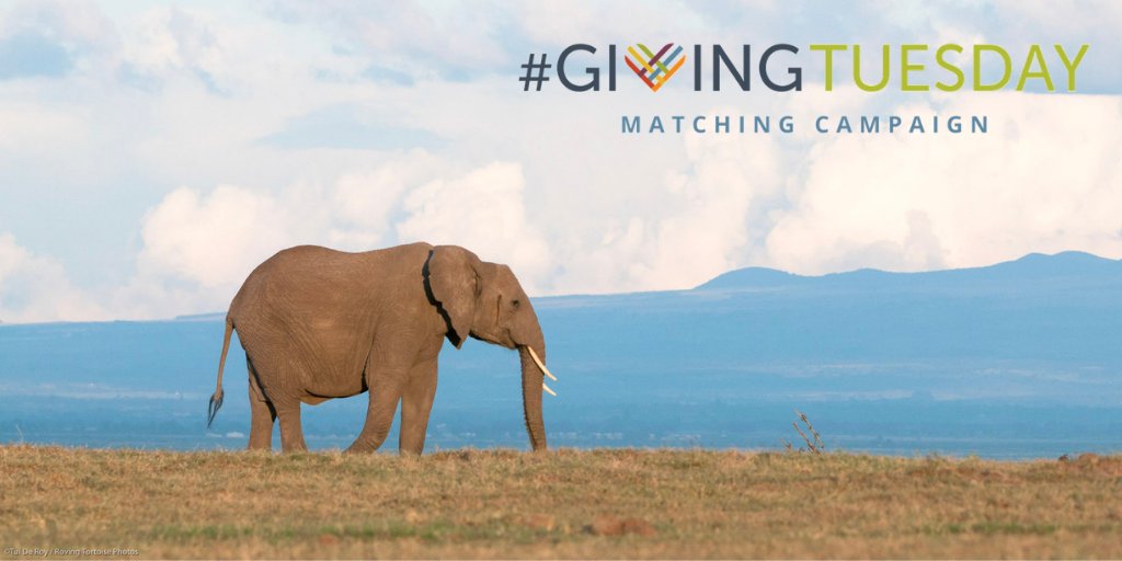 Ol Pejeta Giving Tuesday Elephant Image