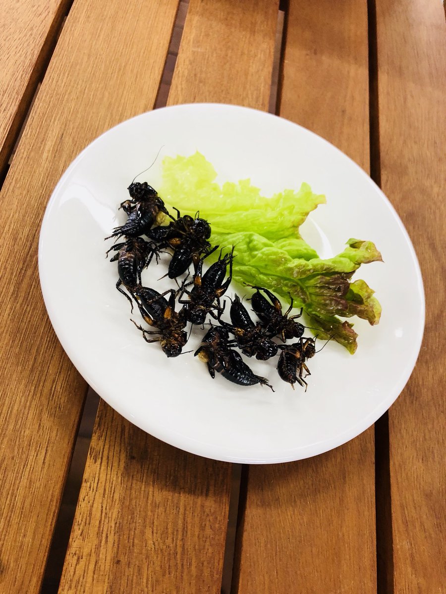 れぷはうす 爬虫類カフェ 近々 昆虫食始めます 是非 トカゲ達の食べているものを食べてみて下さい 昆虫食 爬虫類カフェ れぷはうす 愛媛爬虫類