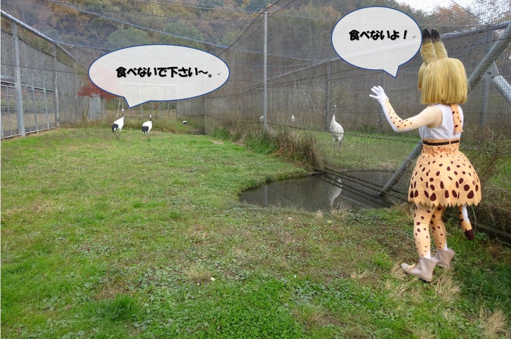 岡山県自然保護センター 食べないで下さい 食べないよ 宣伝広告ということでタンチョウの近くで写真をお願いしました