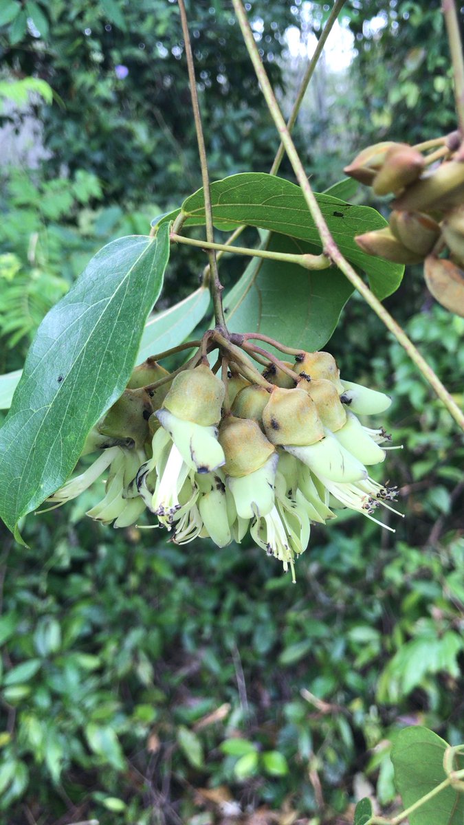 Aygestin : Aygestin For Birth Control, Aygestin 2.5 Mg 